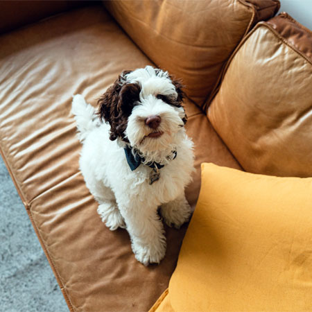 advantage solar solar panels photo of a dog sitting on a sofa